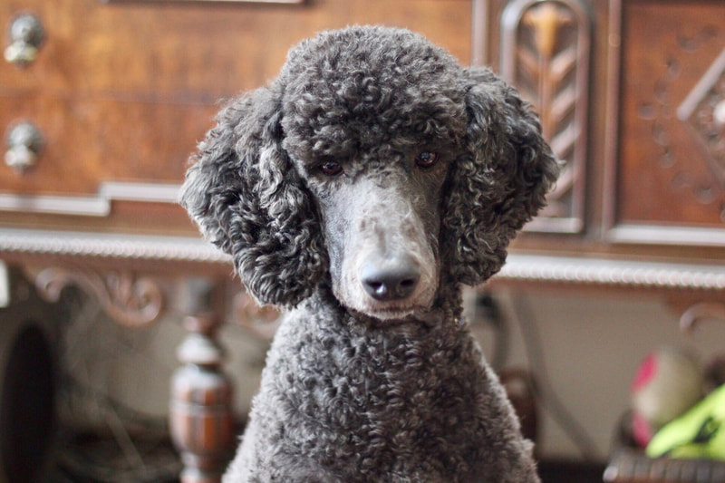 Silver standard Poodle 