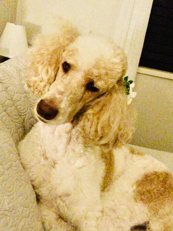 Poodles for Service Dogs