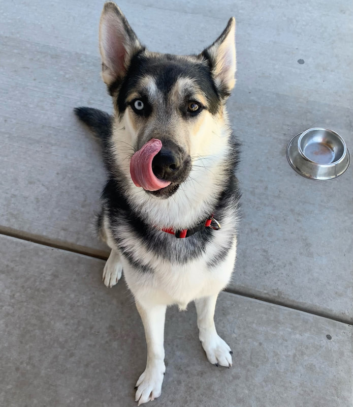 Husky German Shepherd Training 