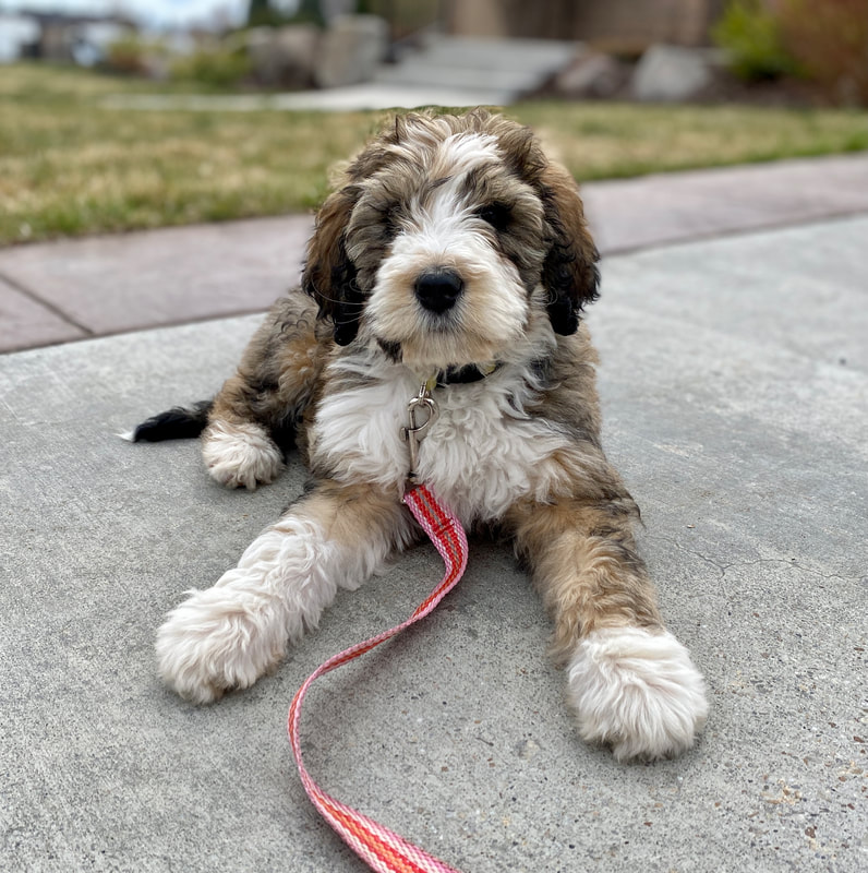 Dog Training School