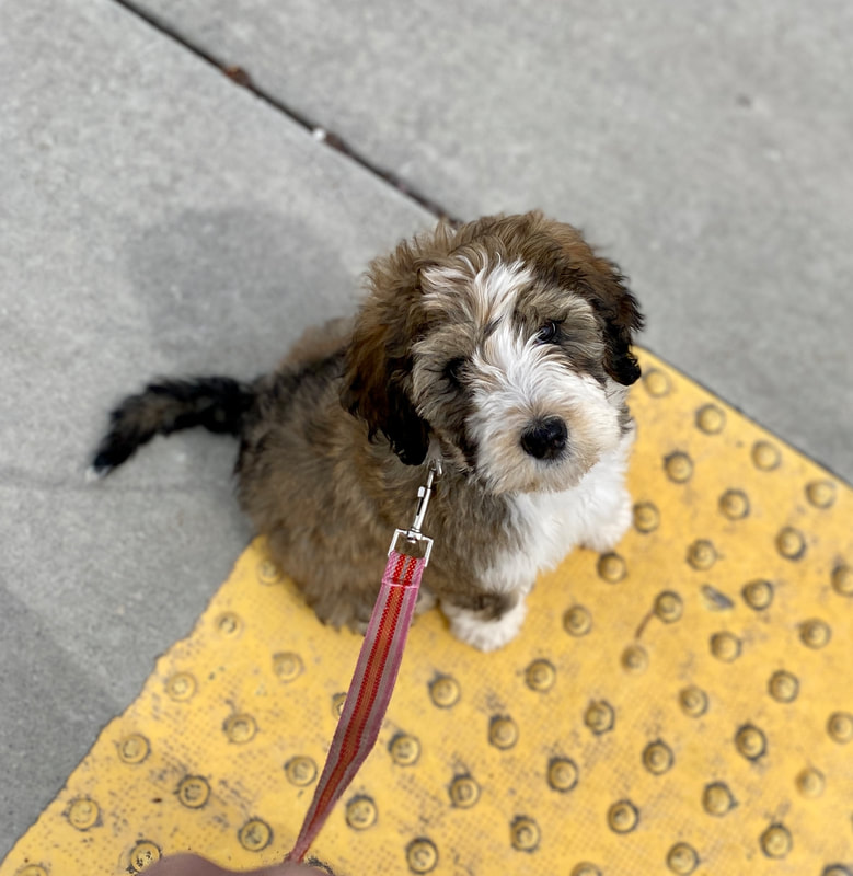 Boarding School for puppies