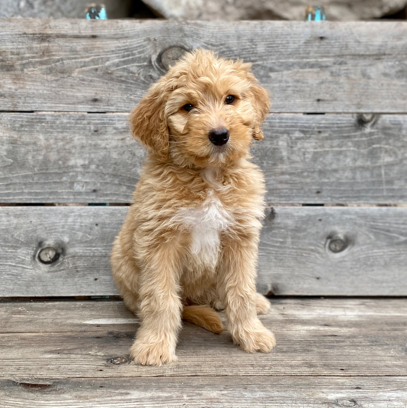 F1B Bernedoodle Puppy