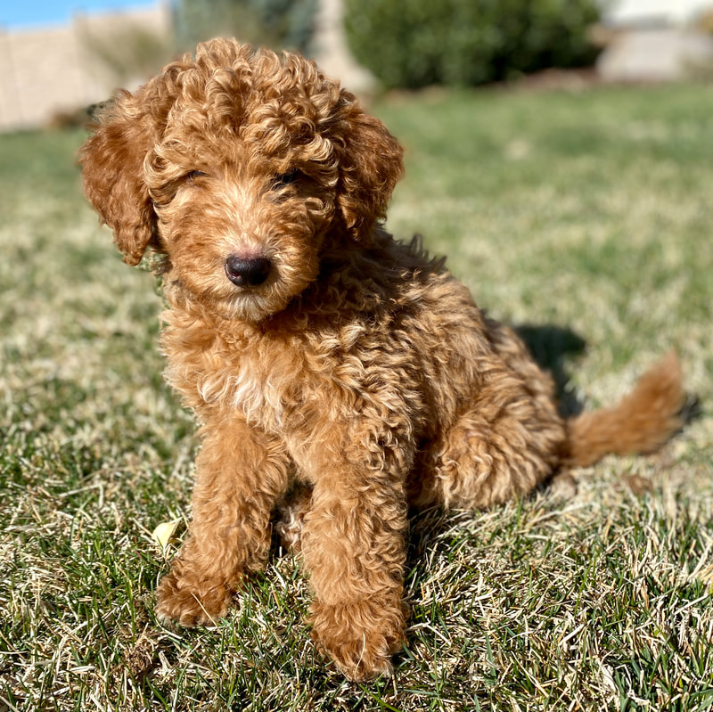 Red Moyen Poodle
