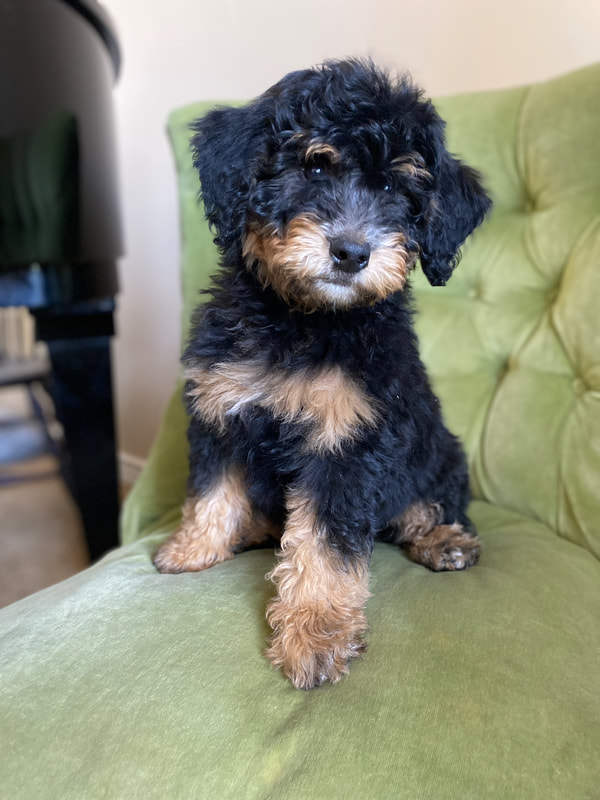 Phantom Poodle Puppy