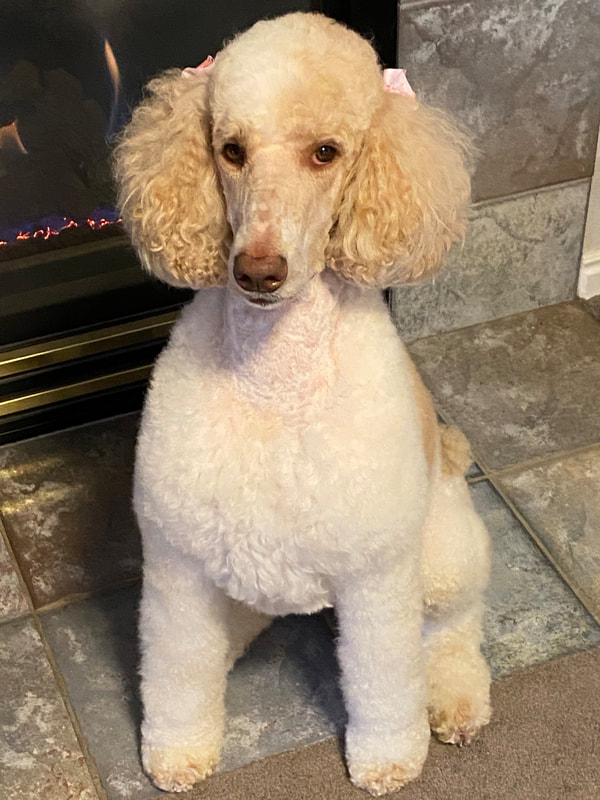 Therapy Standard Poodle