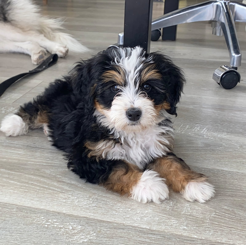 Bernedoodle Training