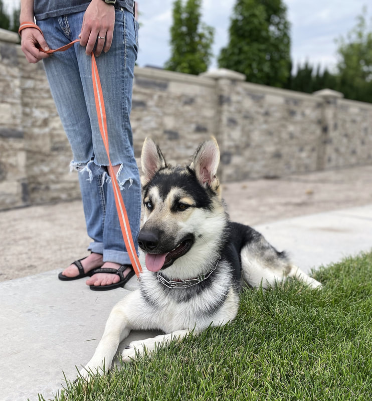 Boarding School for Dogs