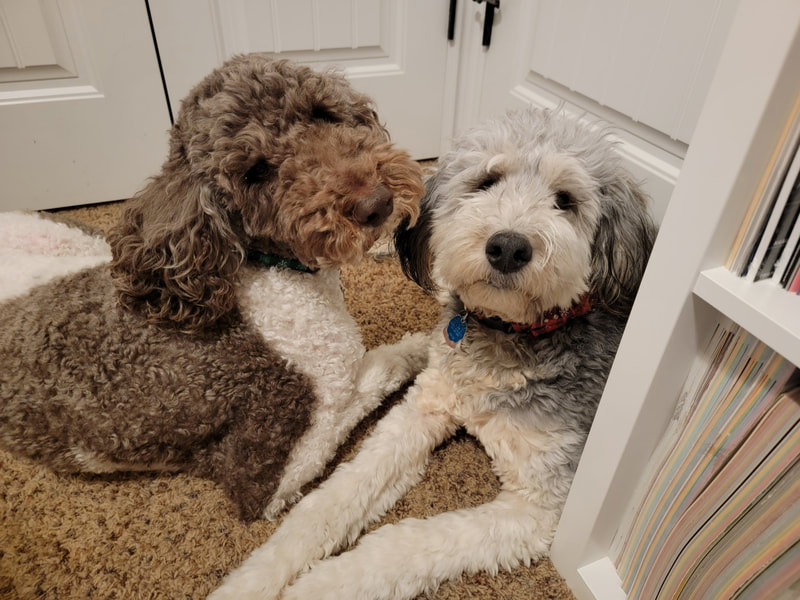 Standard Poodle, Mini Bernedoodle