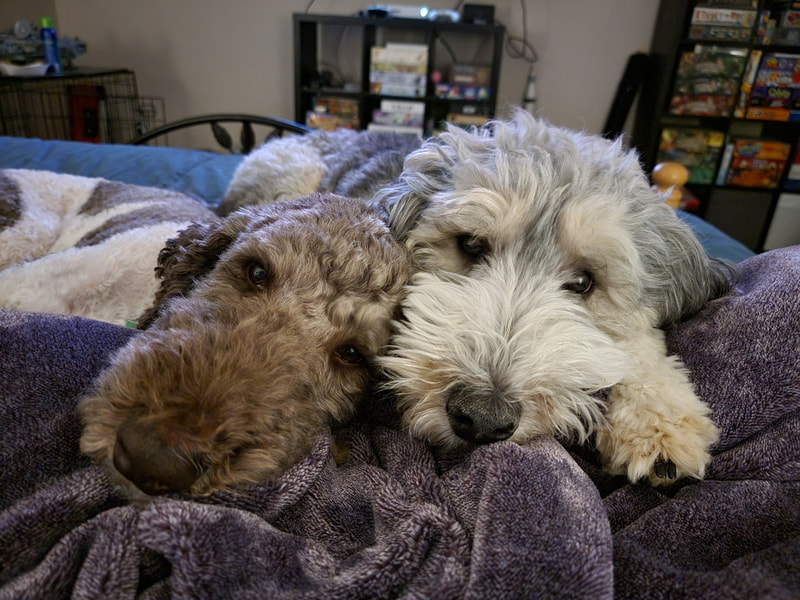 Bernedoodles and Poodles